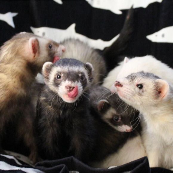 Meet your Posher, Jason - Picture 1 of 1